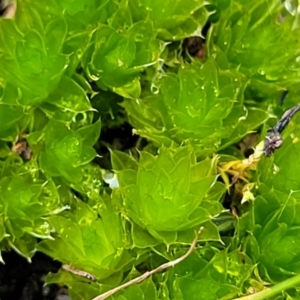 Rosulabryum sp. at Molonglo Valley, ACT - 13 Jul 2022