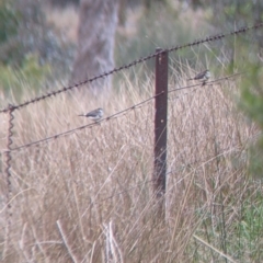 Stizoptera bichenovii (Double-barred Finch) at Burrumbuttock, NSW - 12 Jul 2022 by Darcy