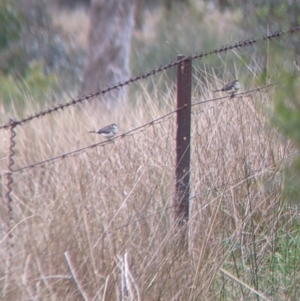 Stizoptera bichenovii at Burrumbuttock, NSW - suppressed