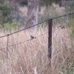 Stizoptera bichenovii at Burrumbuttock, NSW - suppressed