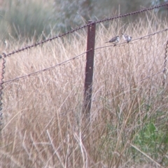 Stizoptera bichenovii at Burrumbuttock, NSW - suppressed