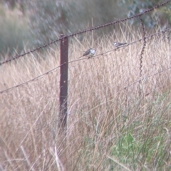 Stizoptera bichenovii at Burrumbuttock, NSW - suppressed