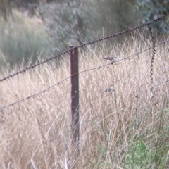Stizoptera bichenovii at Burrumbuttock, NSW - suppressed