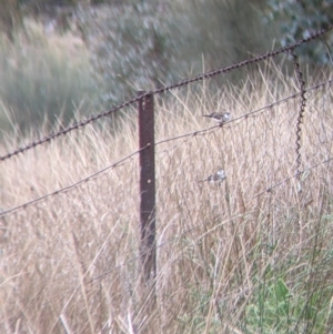 Stizoptera bichenovii at Burrumbuttock, NSW - suppressed