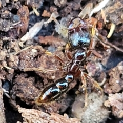 Amblyopone sp. (genus) (Slow ant) at Mount Painter - 13 Jul 2022 by trevorpreston