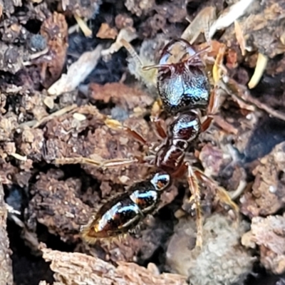 Amblyopone sp. (genus) (Slow ant) at Mount Painter - 13 Jul 2022 by trevorpreston