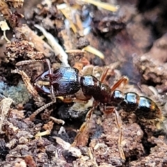 Amblyopone sp. (genus) at Cook, ACT - 13 Jul 2022