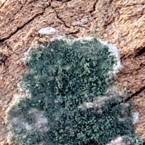 Trichoderma 'green fluffy' at Cook, ACT - 13 Jul 2022