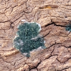 Trichoderma 'green fluffy' at Cook, ACT - 13 Jul 2022