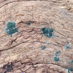 Trichoderma 'green fluffy' at Cook, ACT - 13 Jul 2022