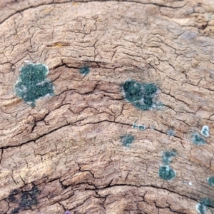 Trichoderma 'green fluffy' at Cook, ACT - 13 Jul 2022