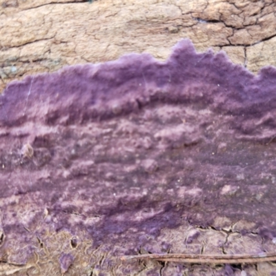 Phlebiopsis crassa (A corticioid or paint fungi) at Cook, ACT - 13 Jul 2022 by trevorpreston