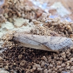 Ericrypsina chorodoxa (A Chezela group moth) at Cook, ACT - 13 Jul 2022 by trevorpreston