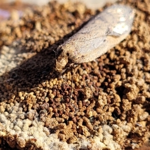 Ericrypsina chorodoxa at Cook, ACT - 13 Jul 2022