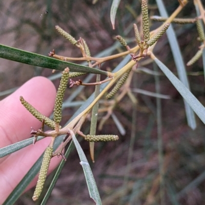 Acacia doratoxylon (Currawang) at Burrumbuttock, NSW - 12 Jul 2022 by Darcy
