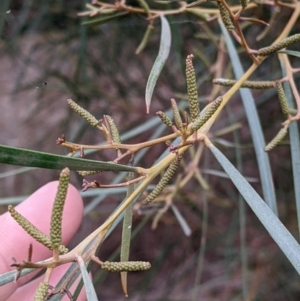 Acacia doratoxylon at Burrumbuttock, NSW - 12 Jul 2022