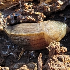 Milax gagates (Black-keeled Slug) at Cook, ACT - 13 Jul 2022 by trevorpreston