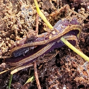 Caenoplana bicolor at Cook, ACT - 13 Jul 2022