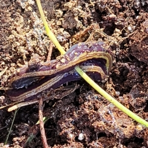 Caenoplana bicolor at Cook, ACT - 13 Jul 2022