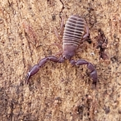 Conicochernes sp. (genus) at Cook, ACT - 13 Jul 2022 01:36 PM