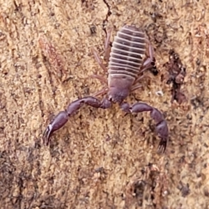 Conicochernes sp. (genus) at Cook, ACT - 13 Jul 2022 01:36 PM