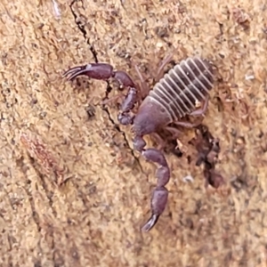 Conicochernes sp. (genus) at Cook, ACT - 13 Jul 2022 01:36 PM