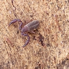 Conicochernes sp. (genus) at Cook, ACT - 13 Jul 2022