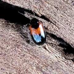 Monolepta minima (Leaf beetle) at Cook, ACT - 13 Jul 2022 by trevorpreston