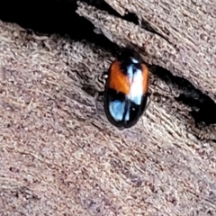 Monolepta minima at Cook, ACT - 13 Jul 2022 01:36 PM