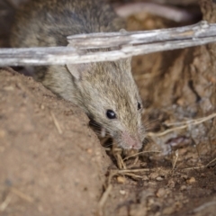 Mus musculus (House Mouse) at Bethungra, NSW - 11 Jul 2022 by trevsci