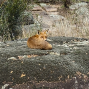 Vulpes vulpes at Bethungra, NSW - 11 Jul 2022 10:17 AM