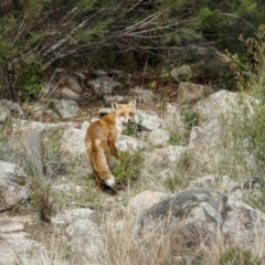 Vulpes vulpes at Bethungra, NSW - 11 Jul 2022 10:17 AM