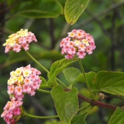 Lantana camara (Lantana) at Narooma, NSW - 13 Jul 2022 by GlossyGal