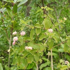 Lantana camara at Narooma, NSW - 13 Jul 2022