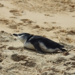 Eudyptula minor (Little Penguin) at Narooma, NSW - 13 Jul 2022 by GlossyGal