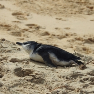 Eudyptula minor at Narooma, NSW - suppressed