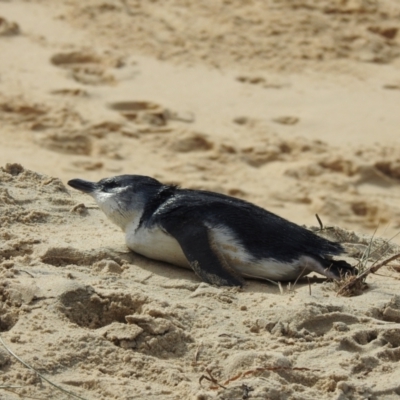 Eudyptula minor (Little Penguin) at Narooma, NSW - 13 Jul 2022 by GlossyGal