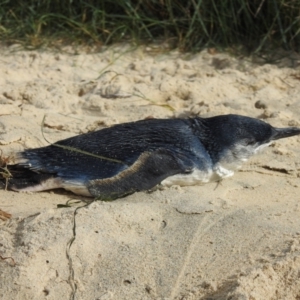 Eudyptula minor at Narooma, NSW - suppressed