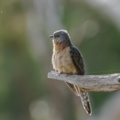 Cacomantis flabelliformis (Fan-tailed Cuckoo) at Bethungra, NSW - 11 Jul 2022 by trevsci