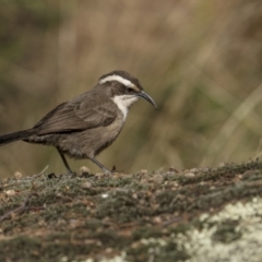 Pomatostomus superciliosus (White-browed Babbler) at Ulandra Nature Reserve - 11 Jul 2022 by trevsci