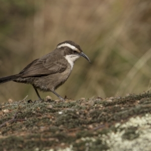 Pomatostomus superciliosus at Bethungra, NSW - 11 Jul 2022