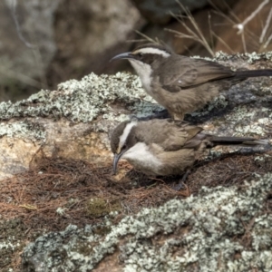 Pomatostomus superciliosus at Bethungra, NSW - 11 Jul 2022