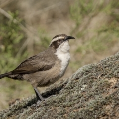 Pomatostomus superciliosus at Bethungra, NSW - 11 Jul 2022