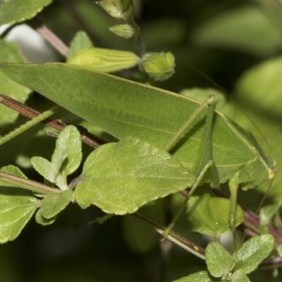 Caedicia simplex (Common Garden Katydid) at Higgins, ACT - 27 Feb 2022 by AlisonMilton