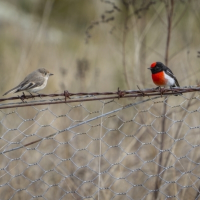 Petroica goodenovii (Red-capped Robin) at Ulandra Nature Reserve - 11 Jul 2022 by trevsci