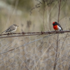 Petroica goodenovii (Red-capped Robin) at Bethungra, NSW - 11 Jul 2022 by trevsci