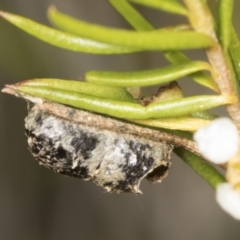 Unidentified Moth (Lepidoptera) at ANBG - 4 Feb 2022 by AlisonMilton