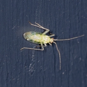 Miridae (family) at Higgins, ACT - 18 Feb 2022 06:14 AM