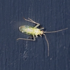 Miridae sp. (family) (Unidentified plant bug) at Higgins, ACT - 17 Feb 2022 by AlisonMilton