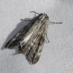 Capusa (genus) (Wedge moth) at Higgins, ACT - 3 Mar 2022 by AlisonMilton